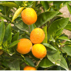 Bergamot (Natural Blend) Bergaptene-Free