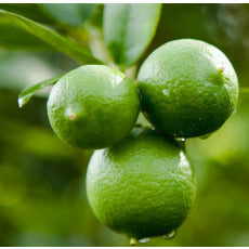 Lime (Natural Blend)