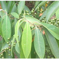 Litsea Cubeba