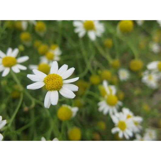 Chamomile