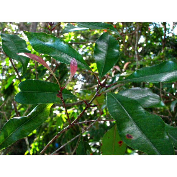 Clove Leaf