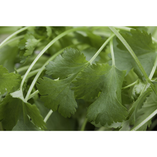 Coriander