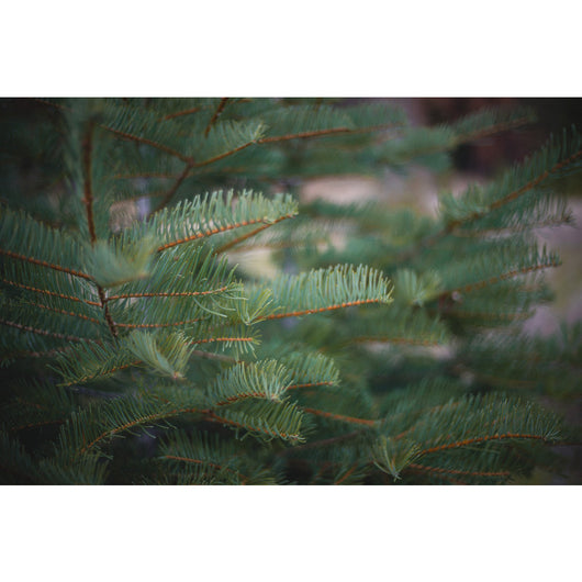 Fir Needle