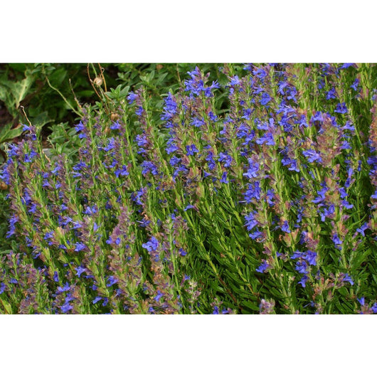 Hyssop Organic