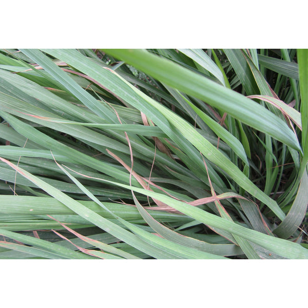 Citronella