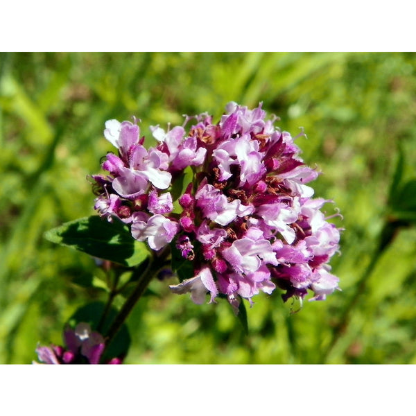 Origanum