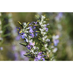 Rosemary Organic